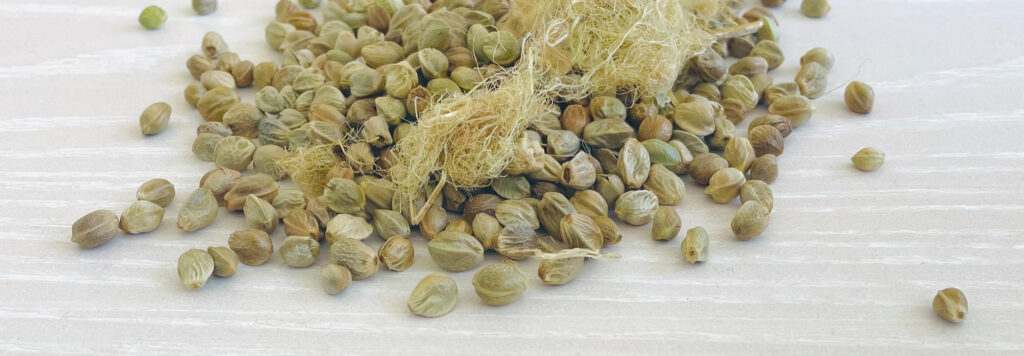 Hemp fiber seeds